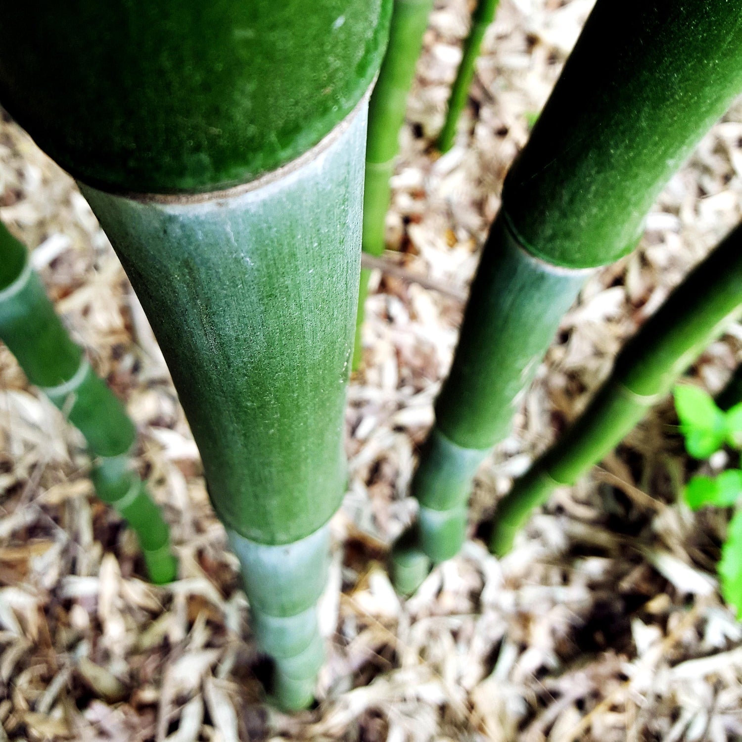 Bamboo Culms